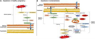 Immune and Apoptosis Mechanisms Regulating Placental Development and Vascularization in Preeclampsia